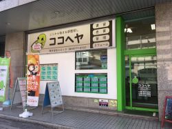 ココヘヤの写真