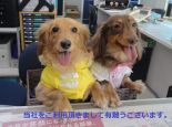 西郷 様の画像