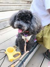 看板犬の きりぃちゃん