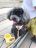 看板犬の きりぃちゃん