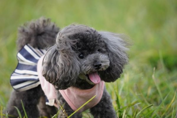 看板犬の きりぃちゃん