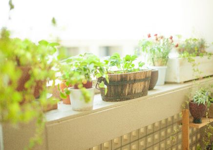 様々な効果がある観葉植物 部屋に置こうと思ったことがある 不動産コラムサイト いえらぶコラム