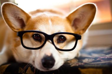 許可なしでも飼育可能 自宅で飼える珍しい動物 不動産コラムサイト いえらぶコラム 許可なしでも飼育可能 自宅で飼える珍しい動物 不動産コラムサイト いえらぶコラム