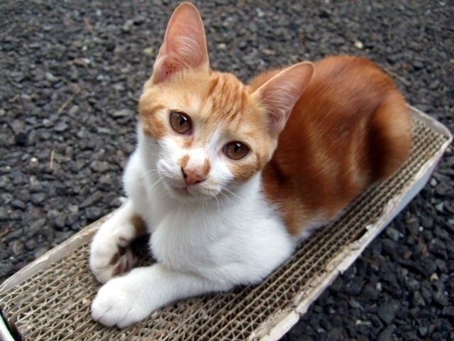 猫ちゃんが壁に爪とぎしちゃった 等の問題も解決 賃貸物件で猫と楽しく暮らす方法 不動産コラムサイト いえらぶコラム