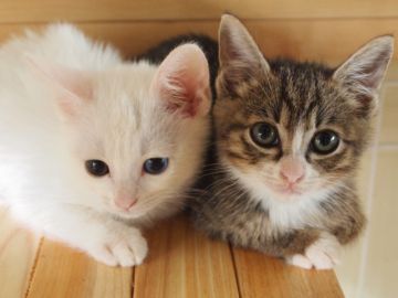 ペット禁止の賃貸でペットを飼ったらどうなる 理由や事例を解説 不動産コラムサイト いえらぶコラム