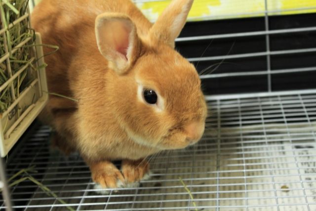 集合住宅で飼いやすいペット ウサギの飼育方法を紹介 不動産コラムサイト いえらぶコラム