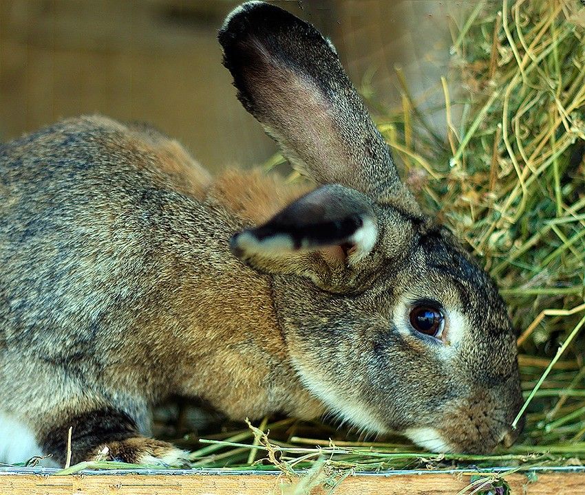 集合住宅で飼いやすいペット ウサギの飼育方法を紹介 不動産コラムサイト いえらぶコラム