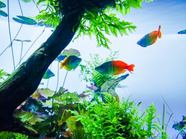 初めてのアクアリウム水槽 初心者におススメの観賞魚6選 不動産コラムサイト いえらぶコラム 初めてのアクアリウム水槽 初心者におススメの観賞魚6選 不動産コラムサイト いえらぶコラム