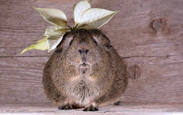 集合住宅で飼いやすいおススメペット！モルモットの飼育方法を紹介 