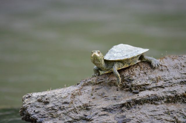 集合住宅で飼いやすいおススメペット カメの飼育方法を紹介 不動産コラムサイト いえらぶコラム