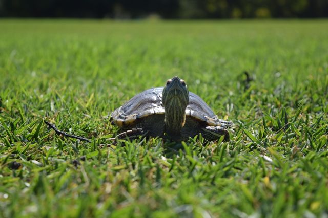 集合住宅で飼いやすいおススメペット カメの飼育方法を紹介 不動産コラムサイト いえらぶコラム