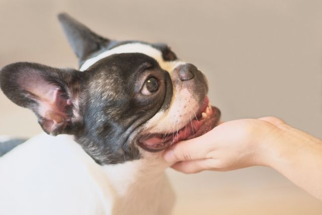 室内犬と楽しく暮らすためのしつけノウハウ 不動産コラムサイト いえらぶコラム