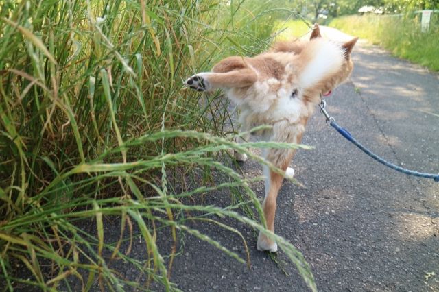 室内犬と楽しく暮らすためのしつけノウハウ 不動産コラムサイト いえらぶコラム