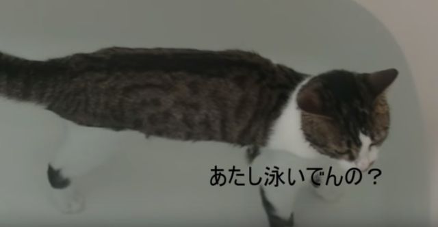気持ち良いニャ 猫がお風呂を嫌がらない方法 不動産コラムサイト いえらぶコラム