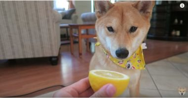 困った 愛犬のしつけ トイレのしつけがうまくいかないあなたに 不動産コラムサイト いえらぶコラム