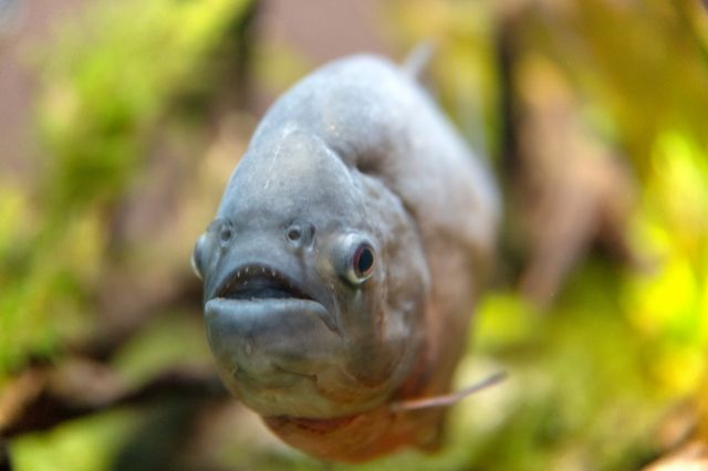 許可なしでも飼育可能 自宅で飼える珍しい動物 不動産コラムサイト いえらぶコラム