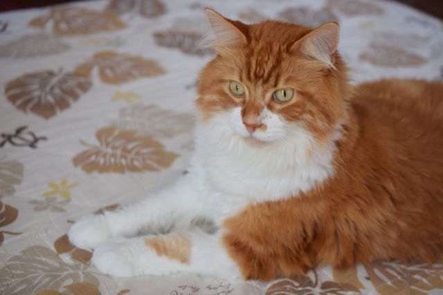 猫好きさん集まれ 家猫の種類や特徴は 不動産コラムサイト いえらぶコラム