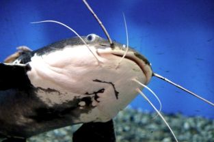 大型魚の魅力とは 飼う際に最低限必要な物と心構えをご紹介 不動産コラムサイト いえらぶコラム