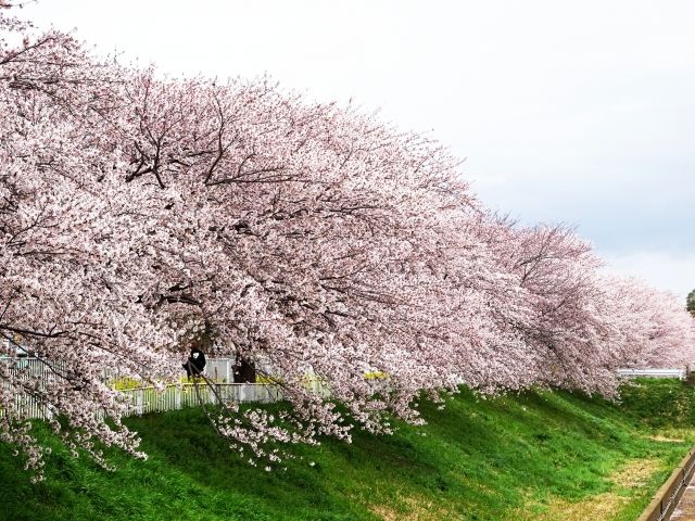 3月27日は桜の日 桜の日の由来や桜の豆知識について 不動産コラムサイト いえらぶコラム
