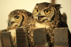 子供向けぬりえ 綺麗な鳥 ペット 名前 英語