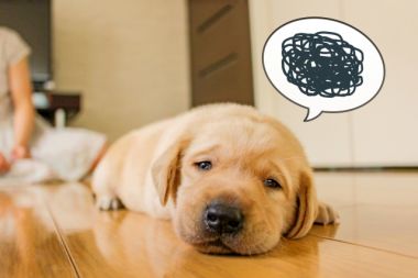 愛犬がベッドを噛む癖はどうしたら治る 不動産コラムサイト いえらぶコラム