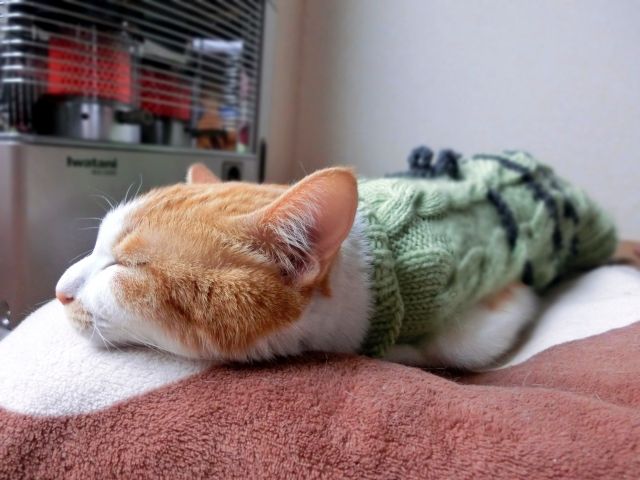 ペット用品はどう洗う 効果的な洗い方と便利なおすすめ洗濯グッズ6選 不動産コラムサイト いえらぶコラム