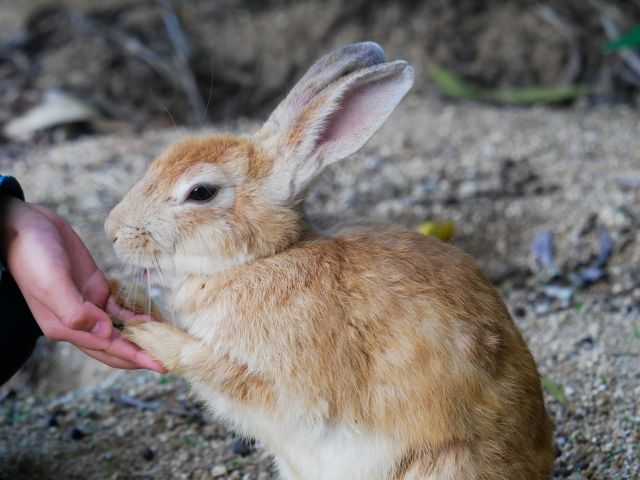 うさぎ島の魅力ポイントと楽しむ方法をご紹介 不動産コラムサイト いえらぶコラム